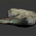 Prehistoric Creature Fossil Specimen With Textured Surface And Curved Shape
