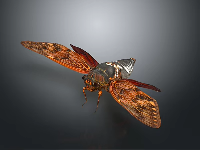 Cicada with Spread Transparent Wings Featuring Intricate Patterns and Metallic Brown Body 3d model
