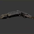 Blue and Brown Scaly Lizard on Black Background with Reflective Surface