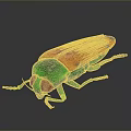 Vibrant Green Headed Beetle With Red Orange Wings And Reflective Surface