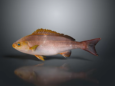 Brown Aquatic Fish With Yellow Eyes Orange Fins And Gray Background Reflection 3d model