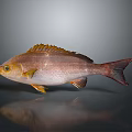 Fish Freshwater Fish Sea Fish Animal Game Animal Cartoon Animal Realistic Animal 3d model