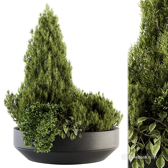 Indoor Decorative Bonsai Potted Plants With Lush Green Foliage And Gray Pot 3d model 