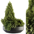 Indoor Decorative Bonsai Potted Plants With Lush Green Foliage And Gray Pot