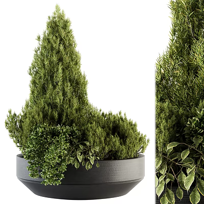 Indoor Decorative Bonsai Potted Plants With Lush Green Foliage And Gray Pot 3d model