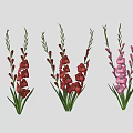 Red Pink White Gladiolus Flowers With Green Stems And Leaves