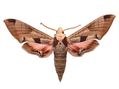 Flying Sphinx Moth With Spread Brown Spotted Wings Slender Body On White Background 3d model