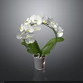 Decorative White Orchid Plant Arranged in Circular Shape with Green Leaves in Gray Pot