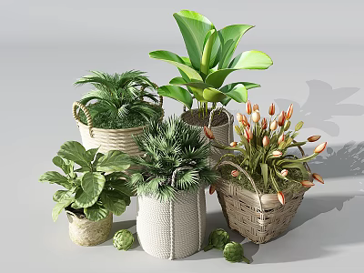 Assorted Bonsai Potted Plants Featuring Green Foliage and Tulips in Woven and Ceramic Containers 3d model