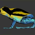 Vibrant Frog With Yellow And Black Body And Blue Legs On Dark Background