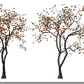 Arbor with Abundant Orange Fruits on Slender Branches in Natural Growth