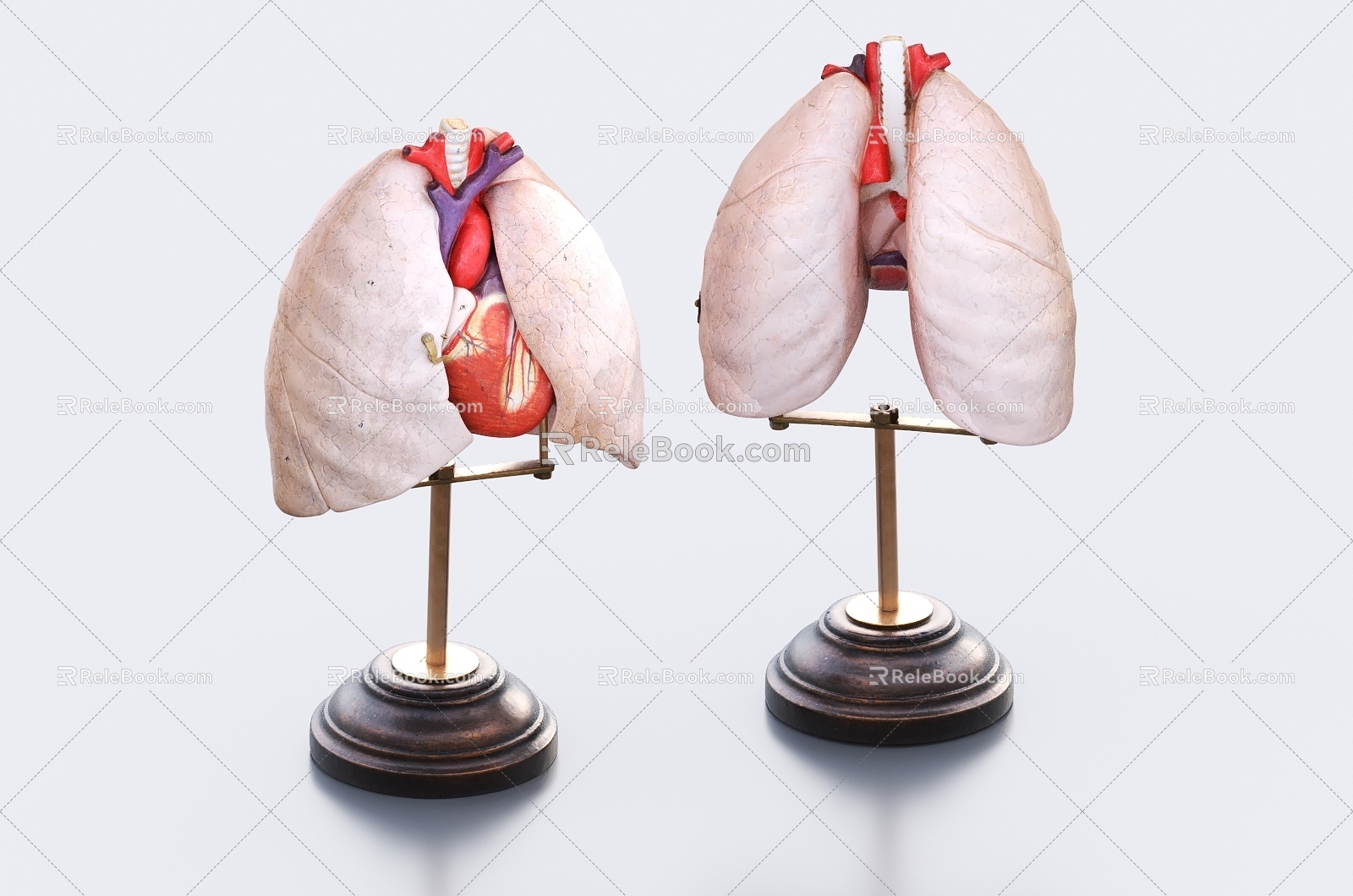 The Modern Lung 3d model