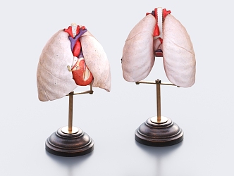 The Modern Lung 3d model