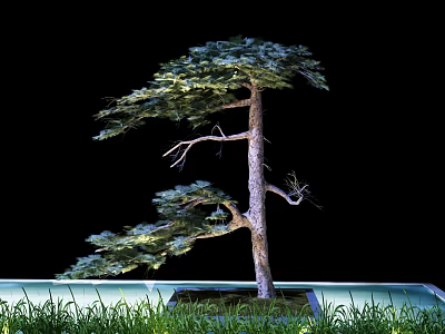 Artistic Bonsai Arbor With Shaped Branches And Green Grass On Platform 3d model