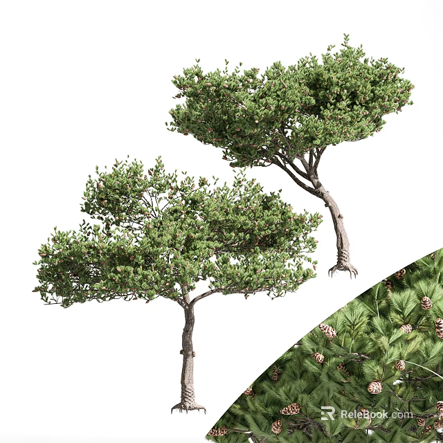 Two Evergreen Pine Trees with Lush Green Foliage and Pine Cones on Trunk 3d model 