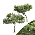 Two Evergreen Pine Trees with Lush Green Foliage and Pine Cones on Trunk