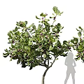 Lush Arbor Tree With Green Leaves And Purple Fruits In Full Growth