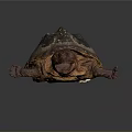 Alligator Snapping Turtle With Dark Textured Shell And Brown Head On Gray Background