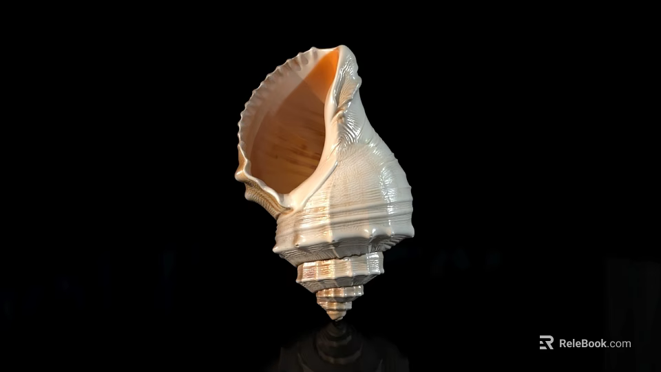 Shiny White Conch Shell With Intricate Patterns On Black Reflective Surface 3d model 