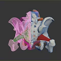 Medical Device Spinal Anatomical Model With Colored Nerves Vessels And Bones For Medical Education