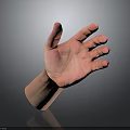 Realistic Anatomical Human Hand With Open Palm Fingers And Visible Hair Strands