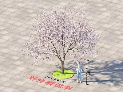 Blooming Wild Cherry Plum Tree with Pink Flowers 5m Tall 3m Wide and Person Under 3d model