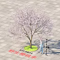 Blooming Wild Cherry Plum Tree with Pink Flowers 5m Tall 3m Wide and Person Under