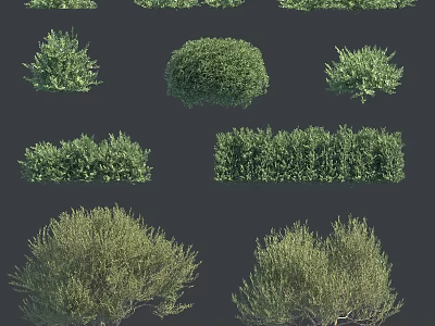 Various Green Shrubs And Plants With Different Shapes For Garden Landscaping 3d model