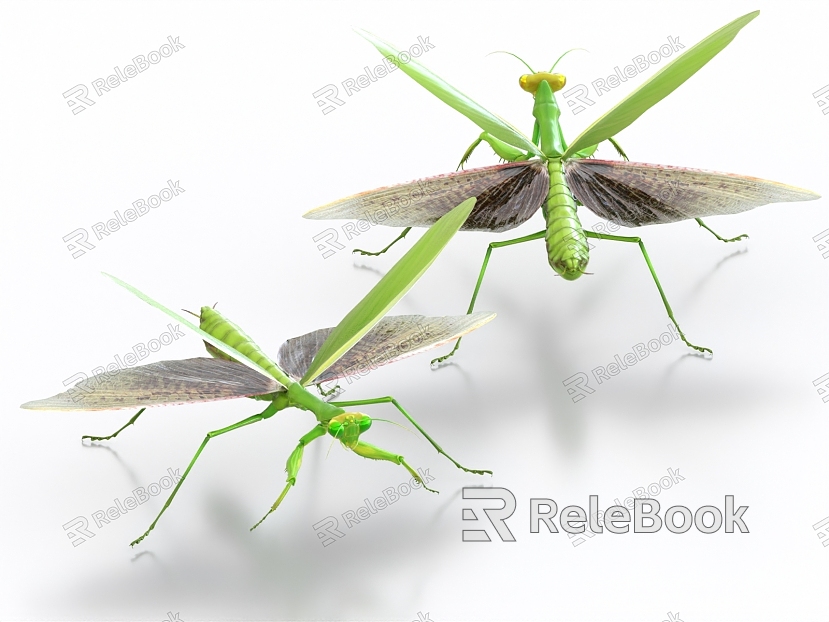 praying mantis insect grasshopper locust pest model