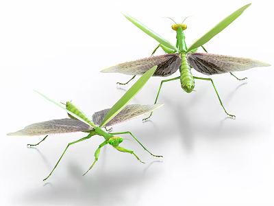 Two Detailed Green Praying Mantises Displaying Extended Wings On White Background 3d model