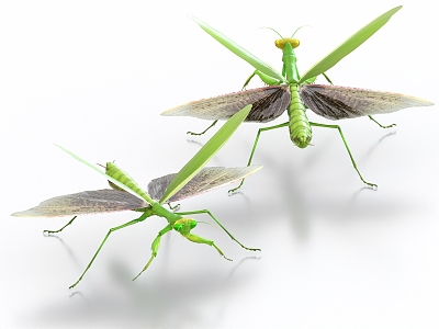 praying mantis insect grasshopper locust pest model