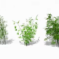 Varieties Of Bamboo Plants With Green Foliage