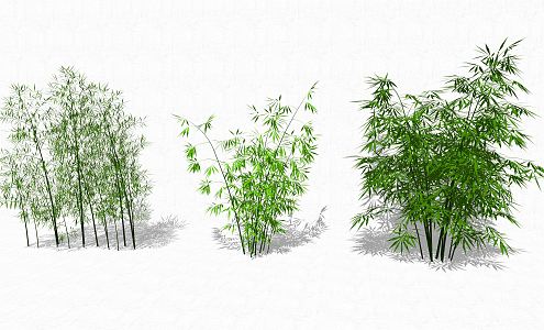 Modern Bamboo Plant 3d model