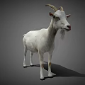 White Goat Standing with Curved Horns in Full Body View on Gray Background
