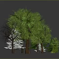 Variety Of Green Trees And Plants With Different Foliage Types 3d model