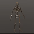Organ System Human Skeleton Model With Anatomical Structure Educational