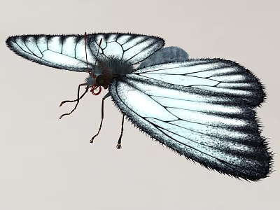 Close Up Of Flying Butterfly With Black And White Wings 3d model