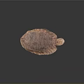 Aquatic Animal Flatfish With Brown Spotted Flat Body Orange Fins On Dark Background With Reflection
