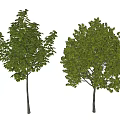 Lush Green Trees With Slender Trunks And Fresh Foliage On White Backdrop 3d model