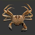 Brown Crab with Large Claws and Long Legs Isolated on Dark Background 3d model