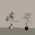 Bonsai Potted Plants With Slender And Feathery Leaves In Gray And Dark Gray Textured Pots