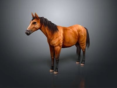 Brown Horse With Black Mane And Tail Standing Against Gray Background 3d model