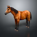 Brown Horse With Black Mane And Tail Standing Against Gray Background