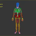 Human Skeleton Anatomical Model Showing Internal Organs Blood Vessels And Nervous Structure