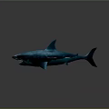 Blue Shark With Sharp Teeth And Dorsal Fin 3D Model On Gray Background 3d model