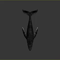 Dark Whale Model Featuring White Underbelly Placed On Reflective Black Surface 3d model