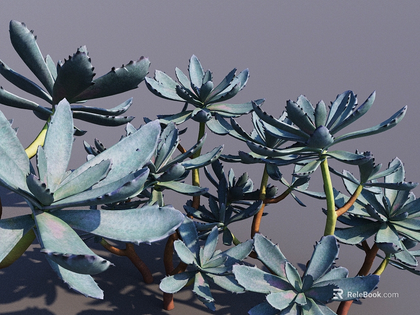 Succulent Bonsai Potted Plant with Blue Green Serrated Leaves and Brown Stems 3d model 