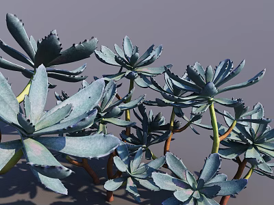 Succulent Bonsai Potted Plant with Blue Green Serrated Leaves and Brown Stems 3d model