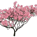 Pink Flowering Shrub with Spreading Branches on Green Circular Grass Patch Against White Background