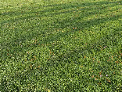 Lush Green Grass Lawn With Sunlit Shadows And Scattered Fallen Leaves 3d model